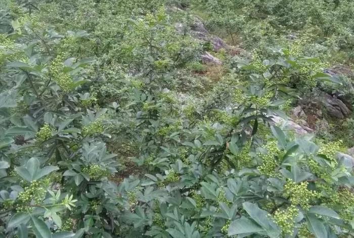 刺椒与黄芪复合种植，种植户需记住这些管理方法，及病虫害防治