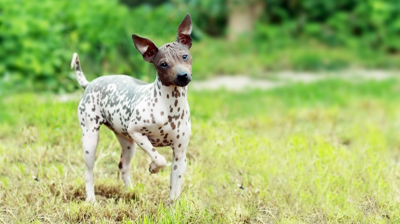 狗狗16种过敏原,16种狗品种