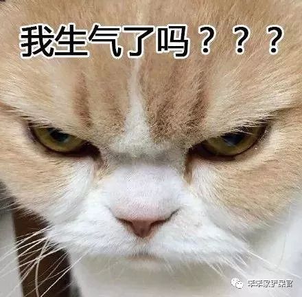 你家猫咪抑郁了？一文告诉你如何测试和应对猫咪抑郁症