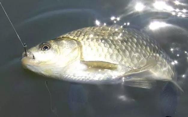 钓鱼技巧简单易记的钓鱼经验口诀,各种钓鱼小技巧