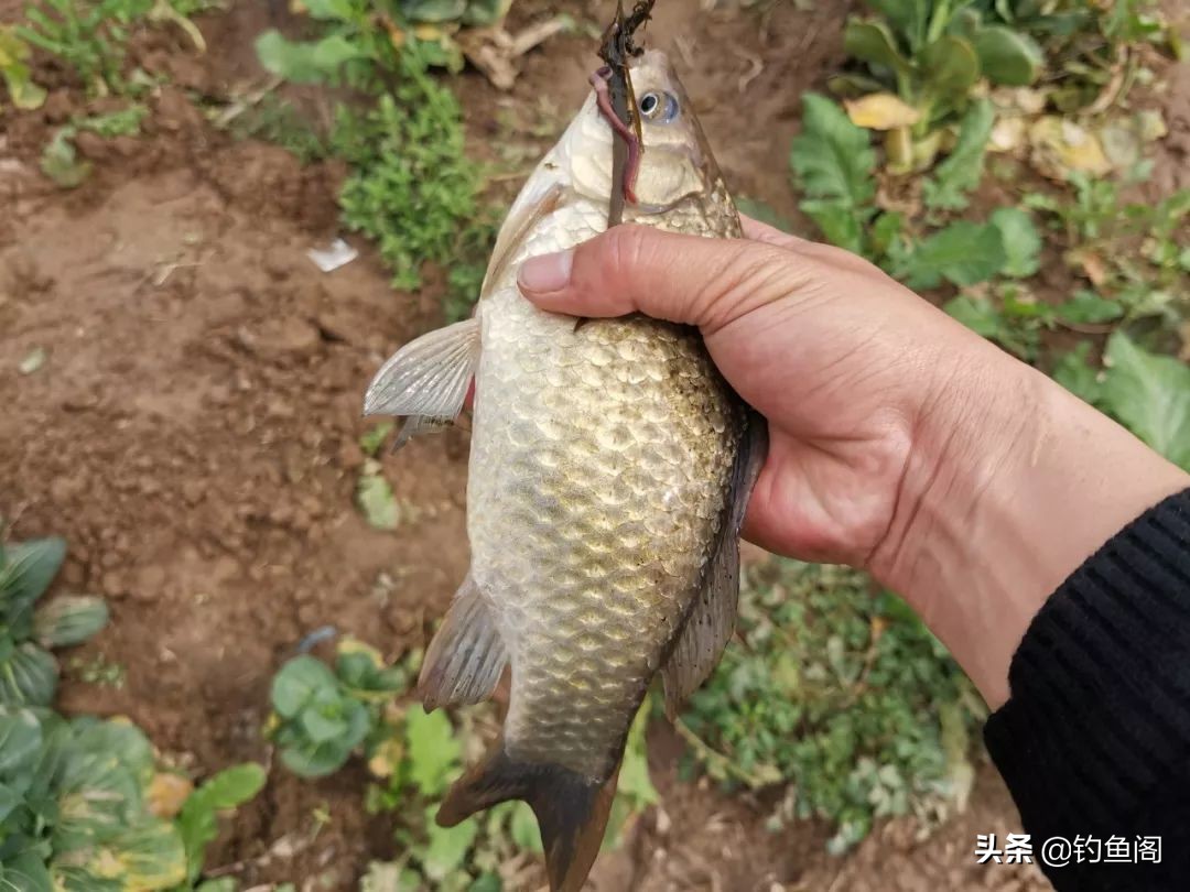 钓到大鲫鱼并非偶然,野钓钓到大鱼的几率大吗