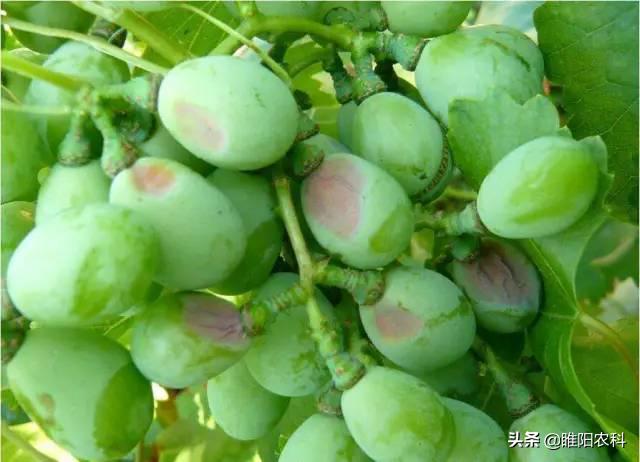 阳光玫瑰葡萄白腐病与霜霉病区别,葡萄溃疡病与白腐病有什么区别