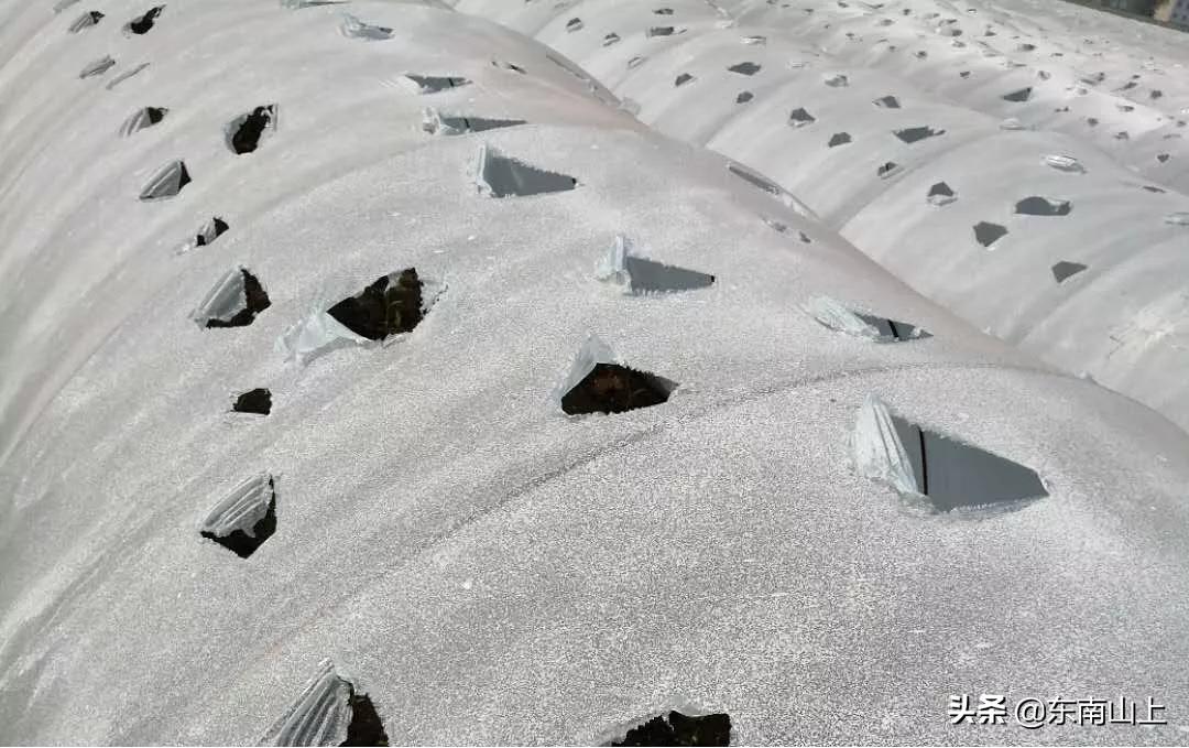 怎样防止生姜底肥烧苗,小拱棚生姜怎么放风