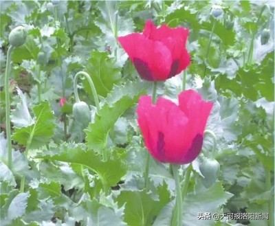 河南警方全省严查*粟罂**种植，这种花虽好看、但种1棵就违法