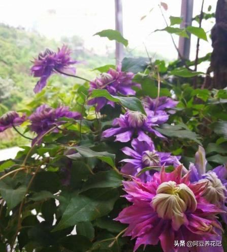 养花3年，把“魔法喷泉”养成“活瀑布”，养护过程4点别忽视