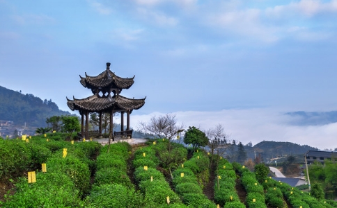 景宁惠明茶,景宁惠明的茶叶