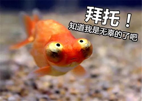 鱼缸水发腥？发臭？今天就办它