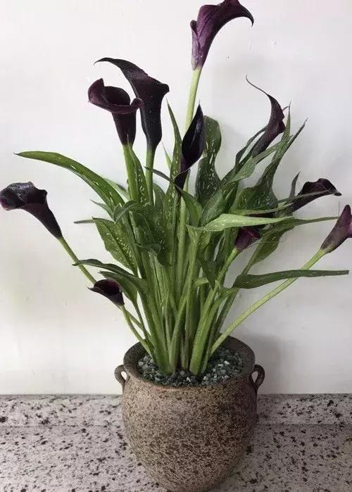 白掌和马蹄莲是一种花吗图片,白掌跟马蹄莲叶茎的区别