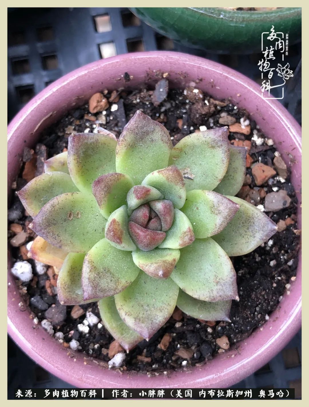 多肉小白入坑攻略,多肉中的鄙视链