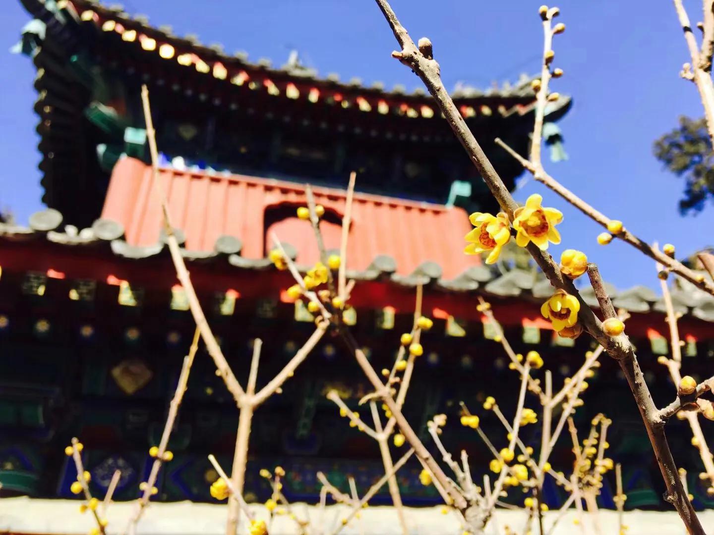 兰花最美的季节是冬季,北方冬季赏兰花