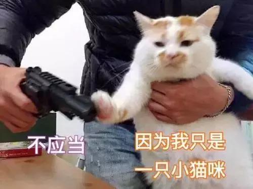 5种不同的抱猫姿势,女人抱猫睡觉的正确姿势