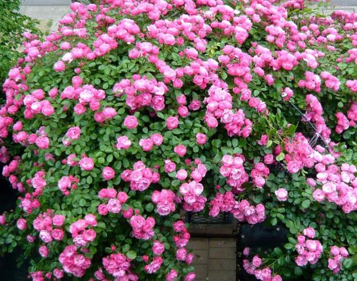 十大勤开花的月季,十大勤花月季品种排行