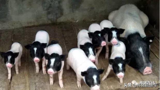 国内生猪品种大全,中国17个生猪品种