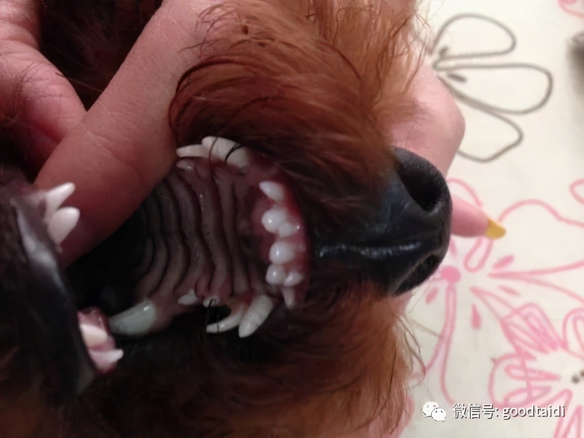 泰迪狗狗双排牙自己在家可以拔吗,泰迪双排牙什么时候掉呀