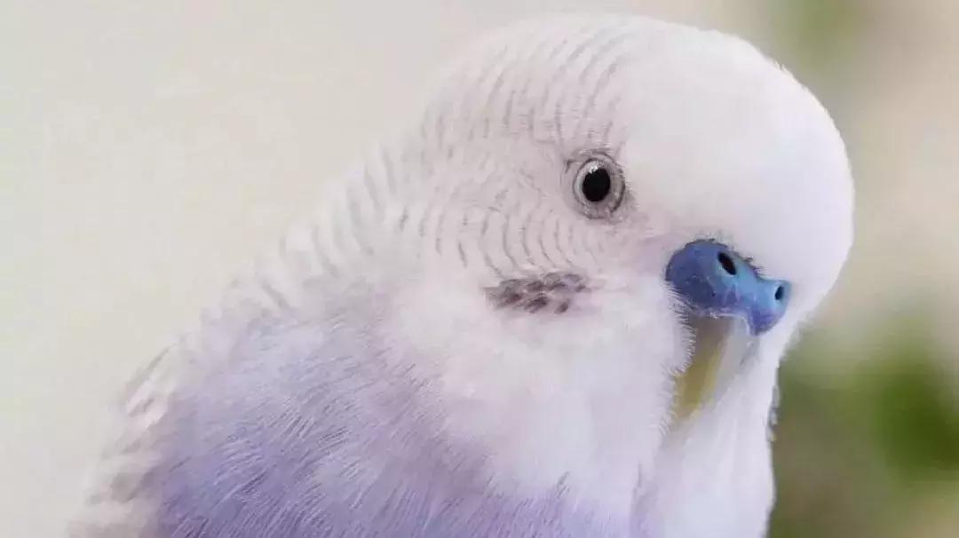 狗狗和狗狗会聊天吗,如何向猫咪表达爱意