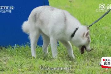 都说哈士奇不能当警犬，但有民警偏要试一试