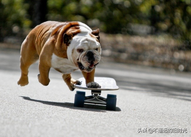 10种最可爱的动物让你爱不释手,10个令人大开眼界的动物