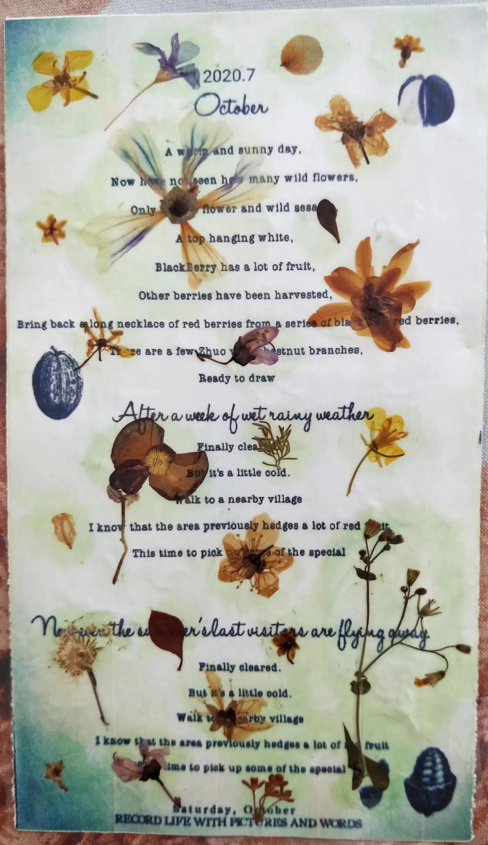 植物标本创意手工作品制作视频,植物标本手工创意