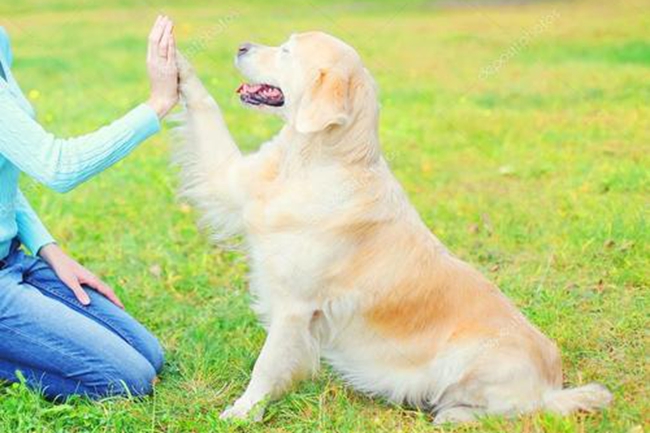 金毛牙龈上为什么会长肿瘤？这是很严重的吗？应该如何处理？