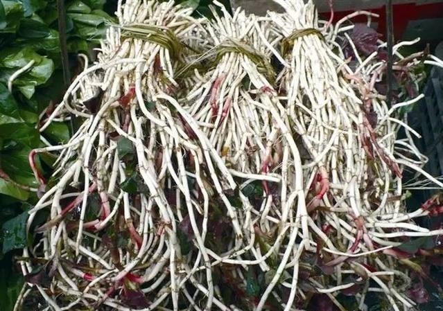 鱼腥草属于哪一科草本植物,鱼腥草是万根草吗