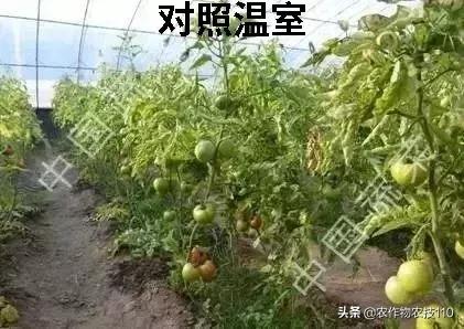 番茄界的“杀手”TY病毒和褪绿病毒，怎么对付？