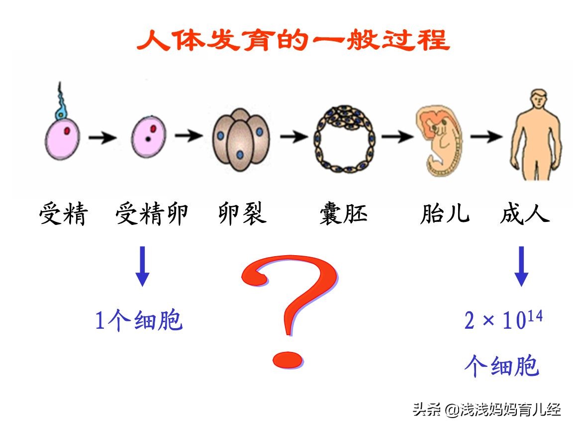 怀孕小技巧和生孩子小技巧,受孕过程有多难科普视频