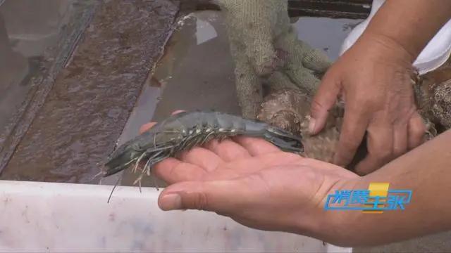 三亚海鲜市场皮皮虾多少钱一斤,海鲜市场上的皮皮虾