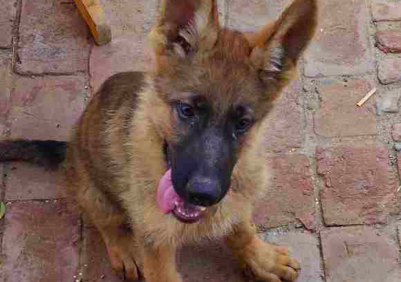 德牧对主人低吼说明什么,德牧对陌生人态度