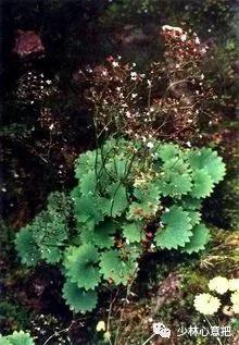 动物中药功效大全,中药药材大全及功效