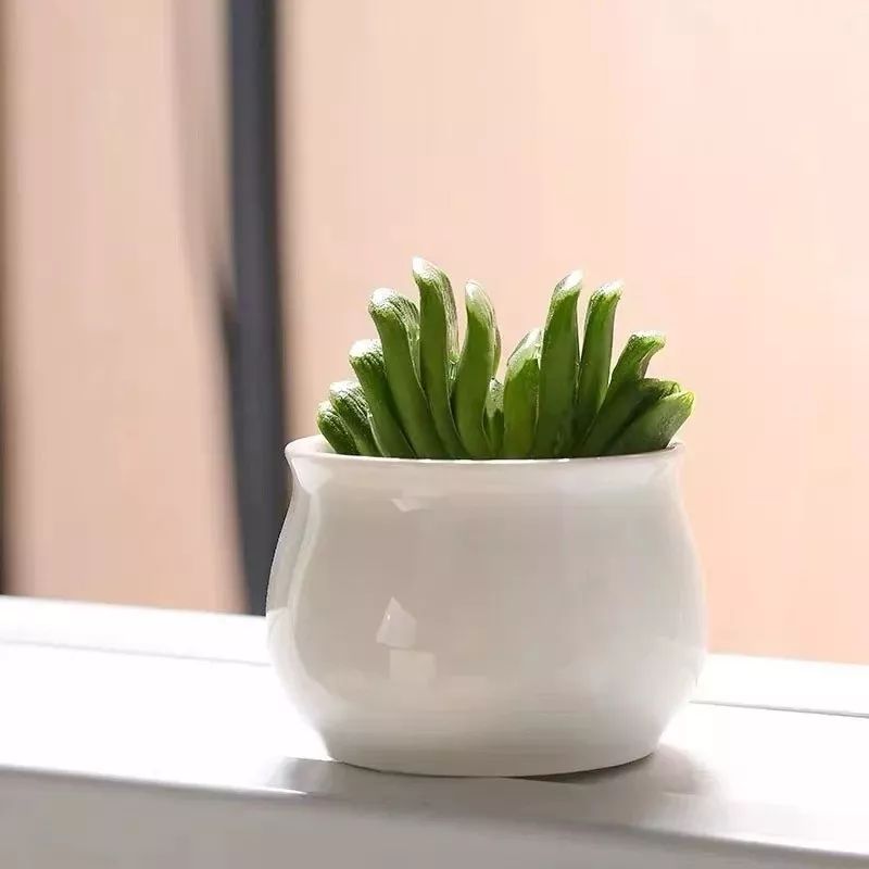 八种好看又好养的多肉，看看你家养了几种？