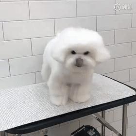 比熊这朵棉花糖，圆圆白白胖胖，是我的初恋情狗没错了