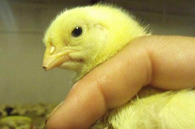 鸡打架很凶怎么处理,鸡子打架的视频大全