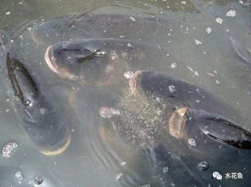 纯氧对水产养殖的影响,水产养殖缺镁吗