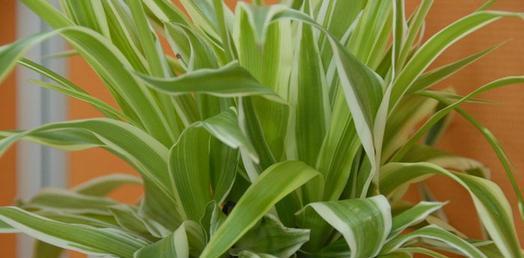 吊兰养开花了,吊兰如何养得又绿又壮