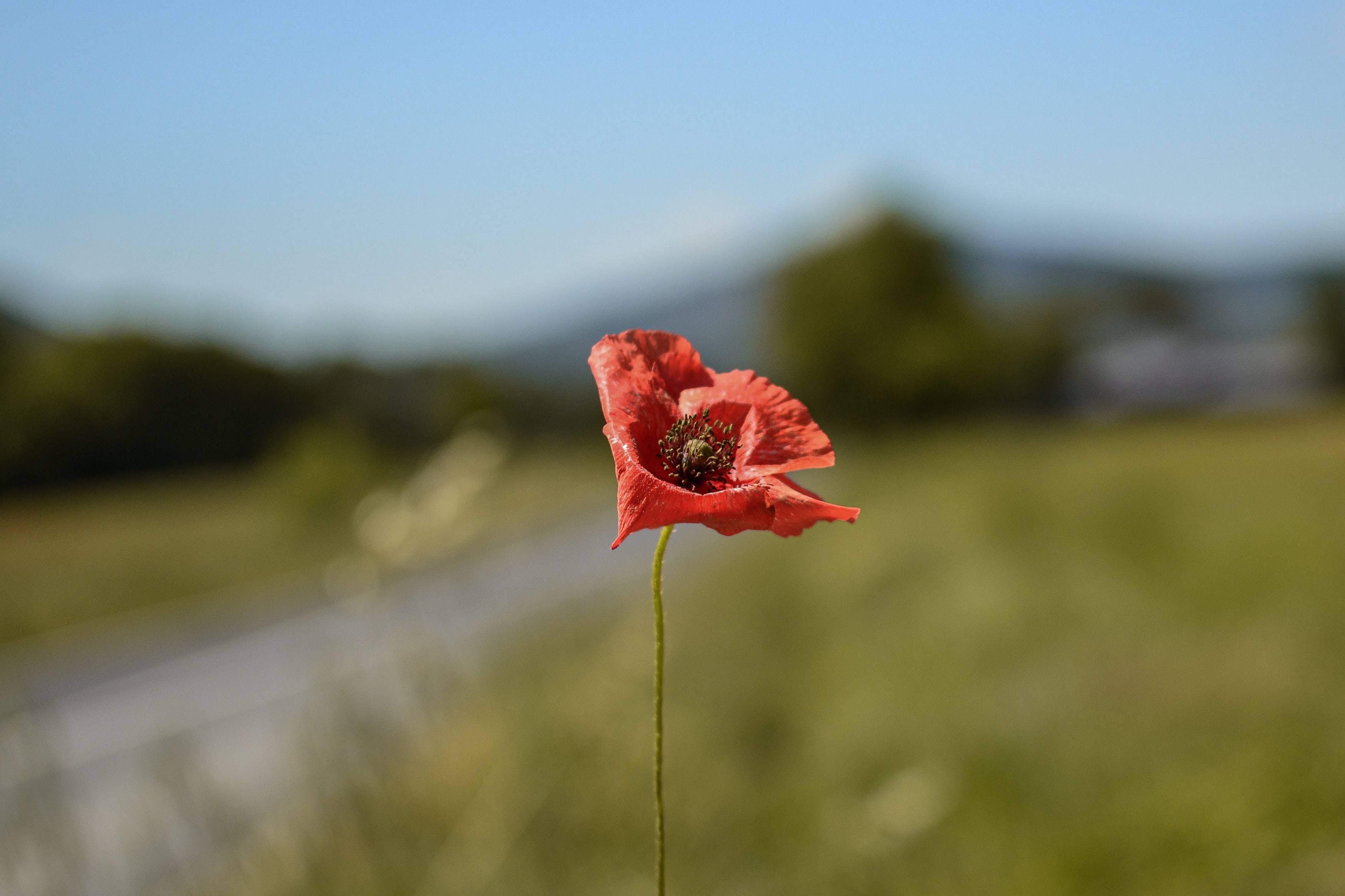梦里花落知多少三毛,梦里花落知多少全文