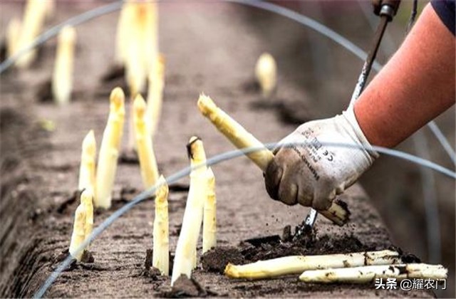白芦笋的种植方法和时间,芦笋怎样种植比较好吃