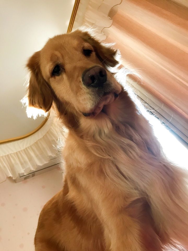 金毛很调皮教不听怎么办,金毛让主人生气