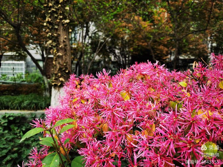 高新枫林华府住房,高新枫林华府小区评测