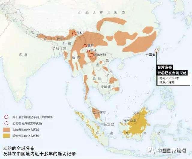 高原的原始丛林寻找野生豹猫,云南山上发现二级保护动物豹猫