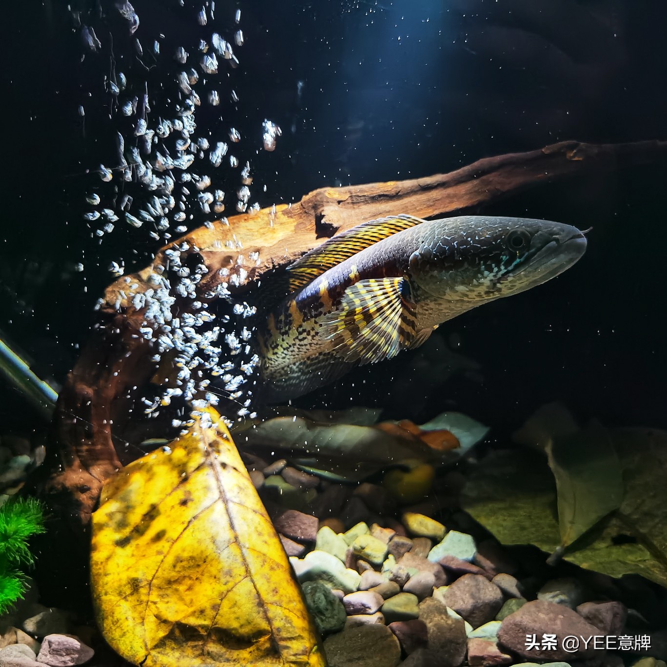 鱼缸一直浑水也不清澈,如何使鱼缸的绿藻长得快又不浑水