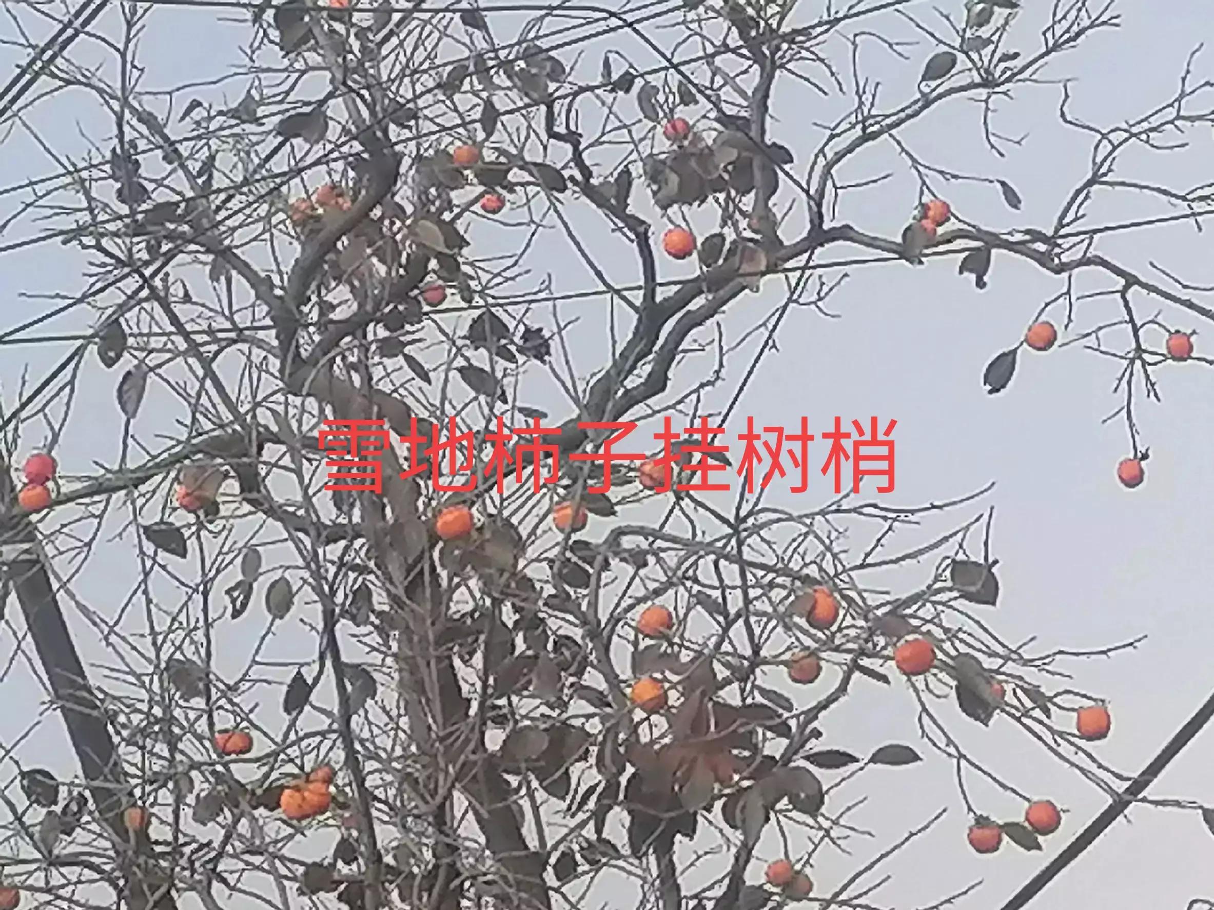 中国柿子之乡,柿子之乡的柿文化