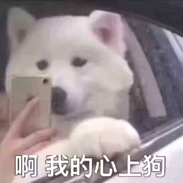 养狗后幸福感为什么爆棚,狗子绝育全过程