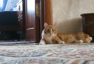 猫咪到底能跳多高,猫咪能跳多高