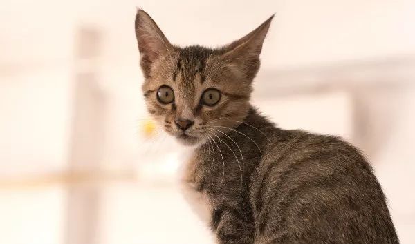 辟谣:养猫会得猫抓热?猫抓热到底是什么病?你家猫咪患上了吗?