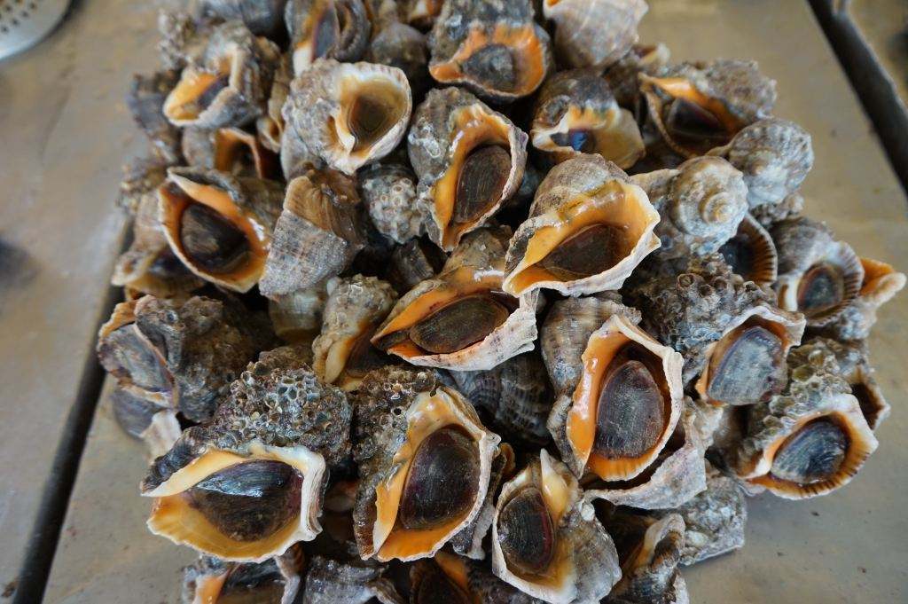 怎么选海螺最好吃,海螺性价比