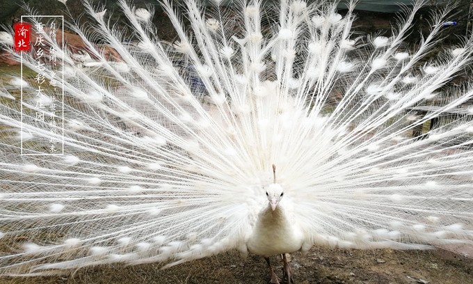 渝北周边采摘推荐,渝北茨竹附近采摘园