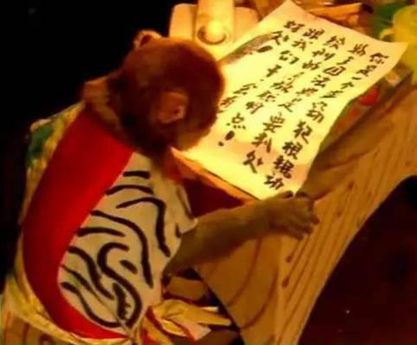 尘封的宝藏，童年的记忆：《动物王国窃案》及那些被遗忘的神作