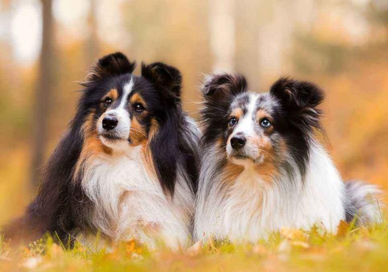 狗狗为什么人工授精,什么叫人工授精狗狗