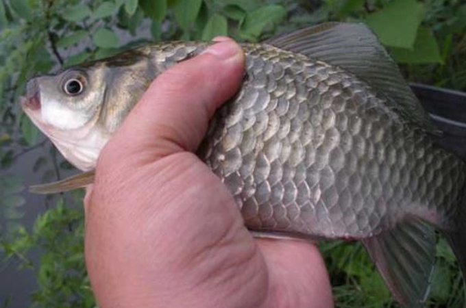 大板鲫居然被这样钓出来了,夏季野生超级大板鲫怎么开饵
