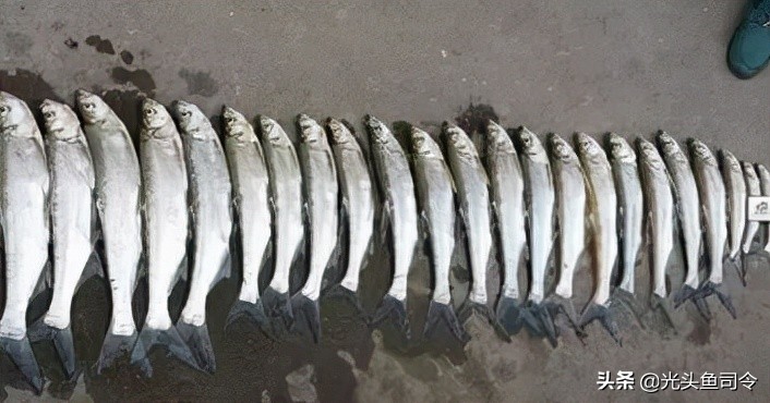 禁止泥鳅钓鱼的法律依据,禁止用泥鳅钓鱼